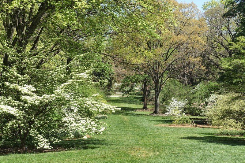 landscape photograph of a grassy trail with green trees on either side, some with white blooms on them.