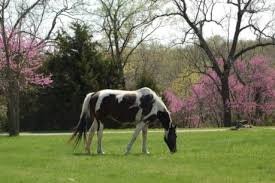 One of the main attractions of the farm is now the ability to house and breed horses. Horses on the farm are also used for group training events.  