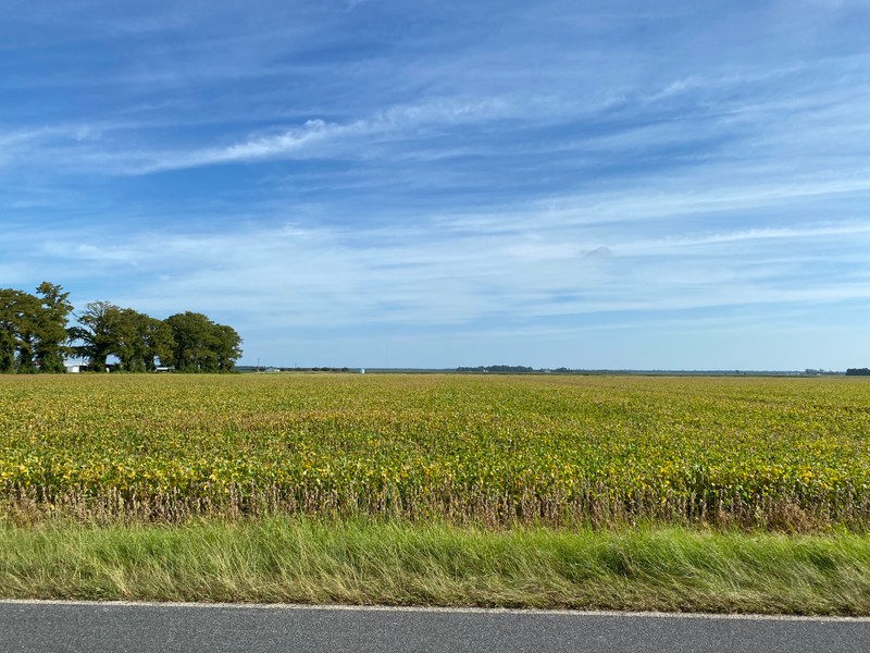 Cloud, Sky, Plant, Natural landscape