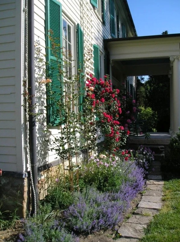 Paul’s Scarlet Climber growing near the east porch.