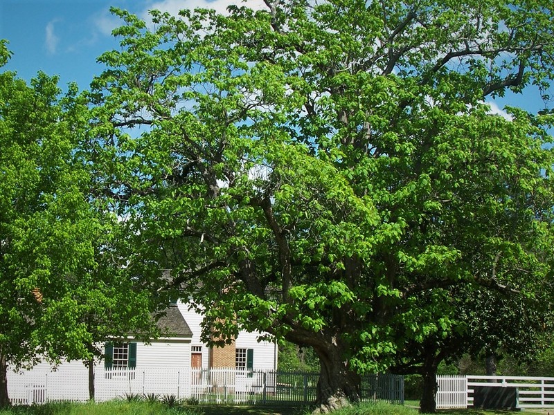 "Mail Carrier Smith" Southern Catalpa Tree, across from the 1836 Courthouse.