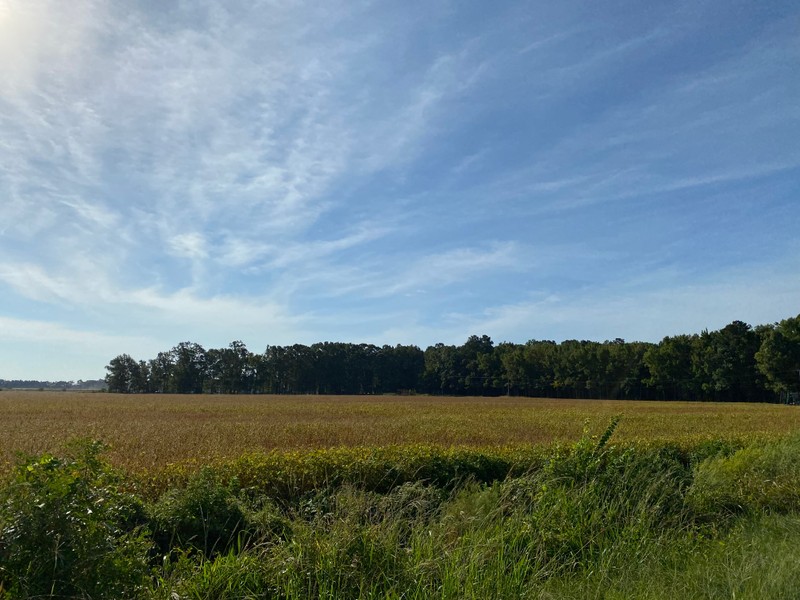 Cloud, Sky, Plant, Natural landscape