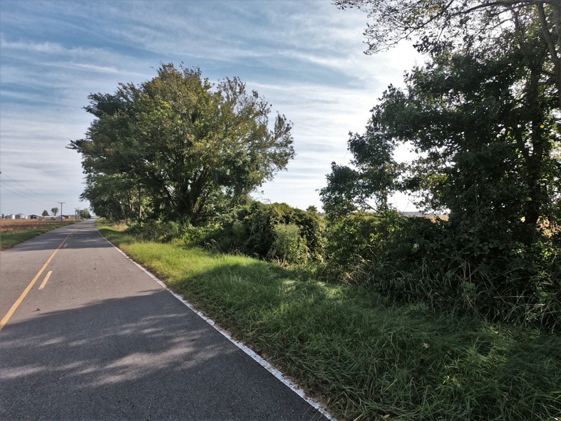 Cloud, Plant, Sky, Road surface