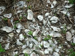 Remaning Oyster shells
