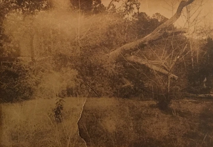 Treaty Oak Fallen After a Storm