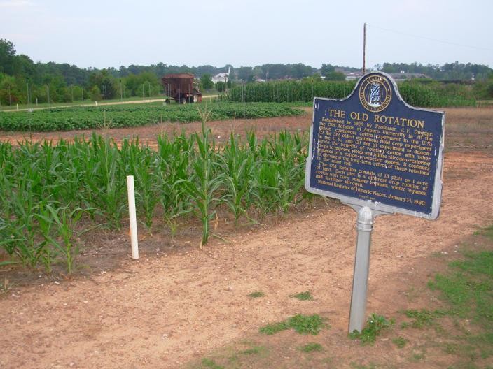 Old Rotation was established in 1896 and was the first crop experiment to show that crop rotation could sustain cotton indefinitely.