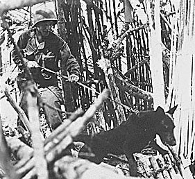 Each war dog had a specific role:  scout dogs went ahead of their handlers to detect mines or enemy troops; messenger dogs carried correspondence or supplies; and infantry dogs alerted troops of the enemy.