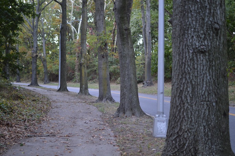 The oak trees lining Forest Park Drive.