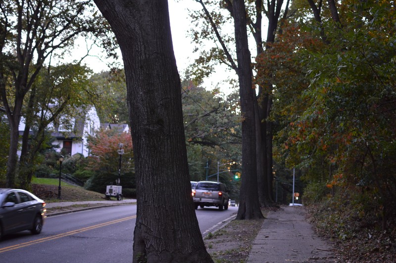 The oak trees approaching Oak Ridge