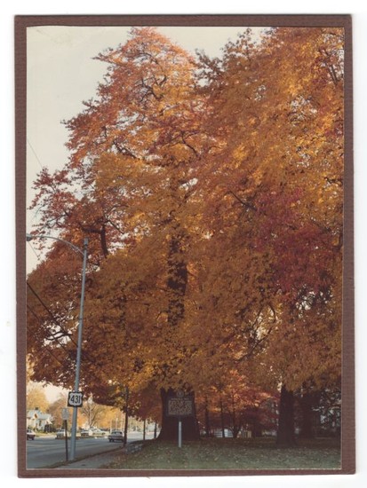 Color photograph of the world's largest Sassafras tree