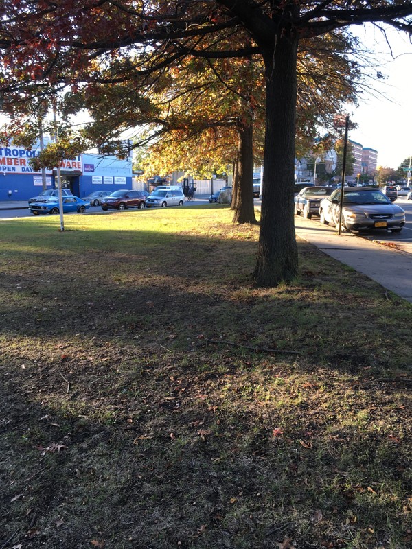 Grassy area and vegetation in the park facing West. Photo by . 