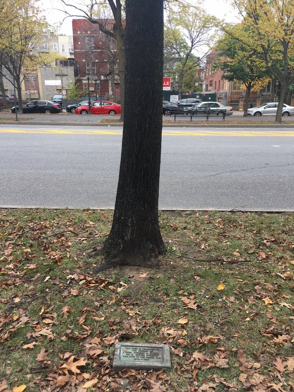 Tree dedicated to fallen soldier.