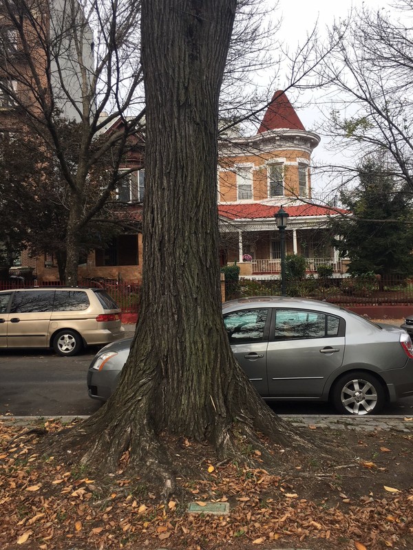 Plaque in front of older tree.