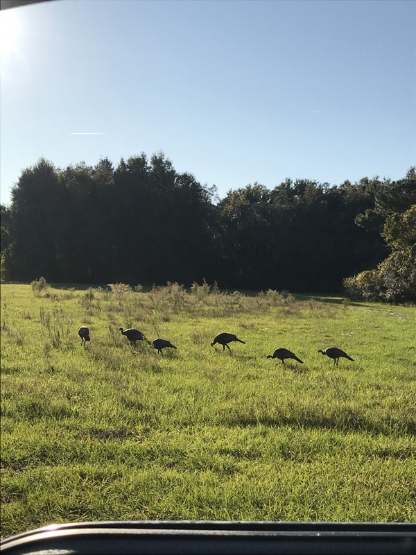 Turkeys