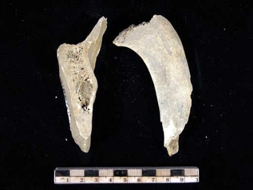 Area 1, Artifact, Bone