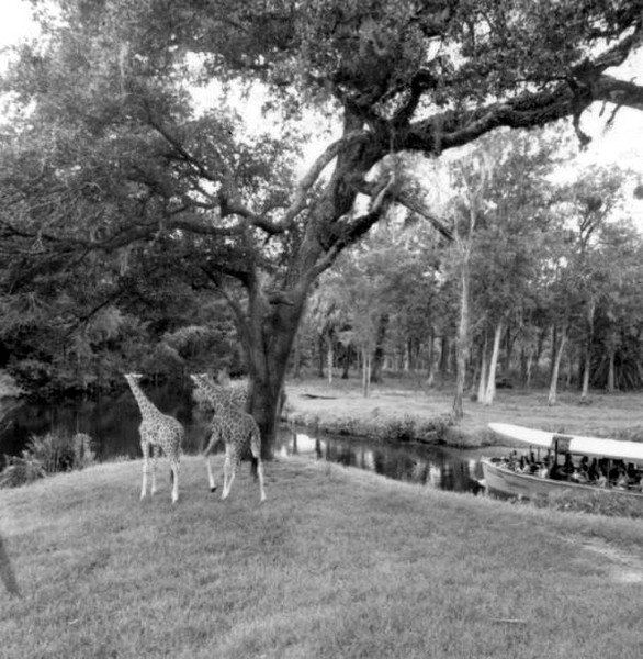 Giraffes that were once in Silver Springs.