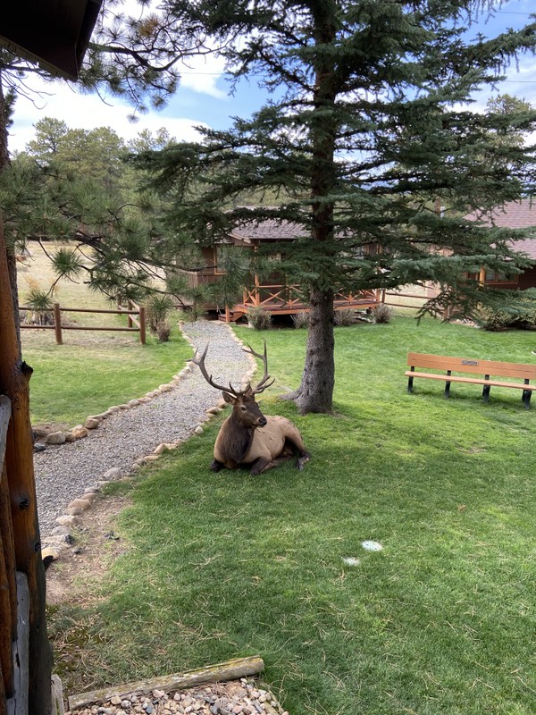 A male elk is laying down in the center of the image, in the grass underneath a large tree.