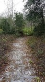 The trail that takes you through the Windover bog sites