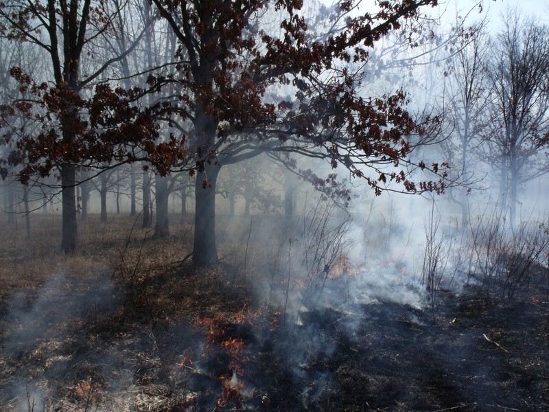 Prescribed Burn at Rayburn-Purnell Woods