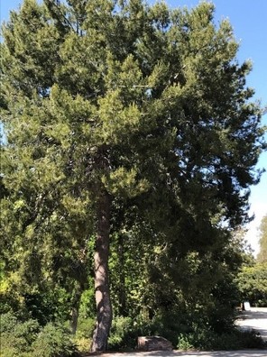 Aleppo Pine