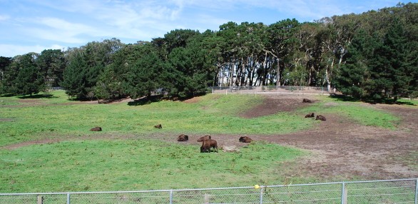 Bison Paddock in Golden Gate Park, San Francisco