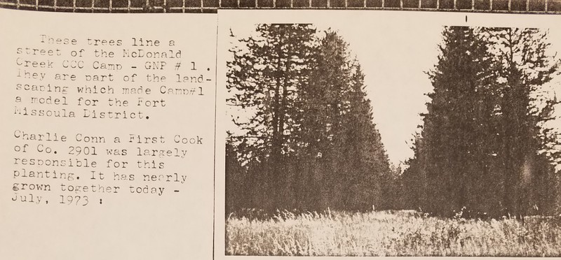 Troops dispatched from Fort Missoula had a close relationship with the Forest Service. The CCC was instrumental in maintaining the health of  Montana's forests.(Photo Undated) 