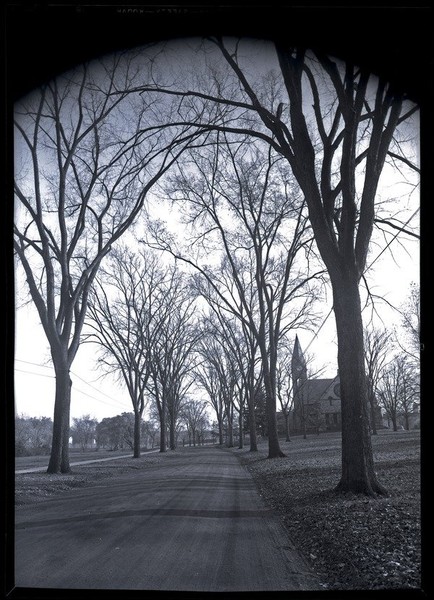 Elm allee on Olmstead Road, looking south toward Old Chapel, photograph, ca. 1920.
