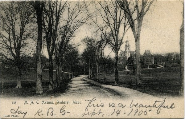 M.A.C. Avenue, Amherst, Mass., postcard, ca. 1905.
