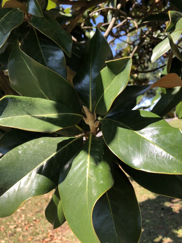 Terrestrial plant, Flowering plant, Fruit tree, Flower