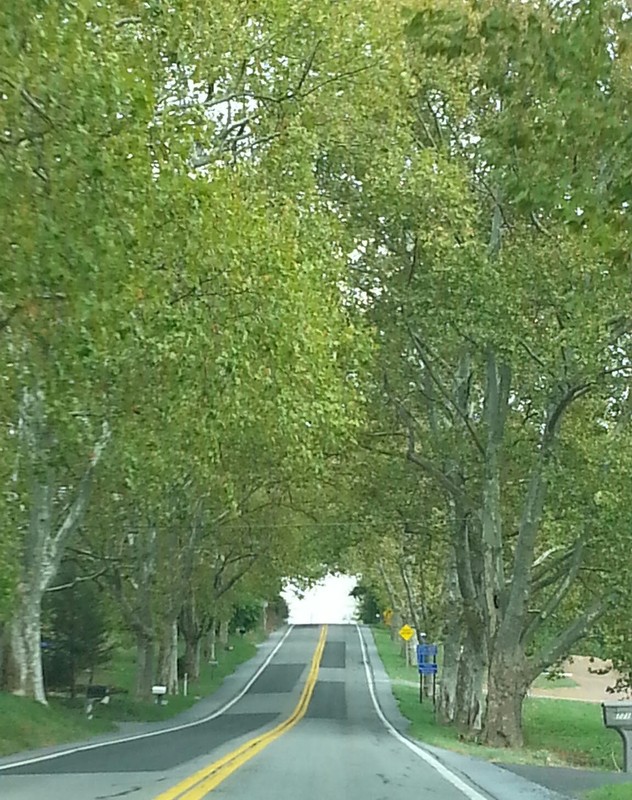 Sycamore Allee along State Route 147 with the trees in full summer foliage.  