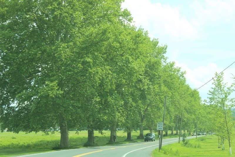 The northern section of Sycamore Allee.  Notice that the sycamores are only along one side of the road.  