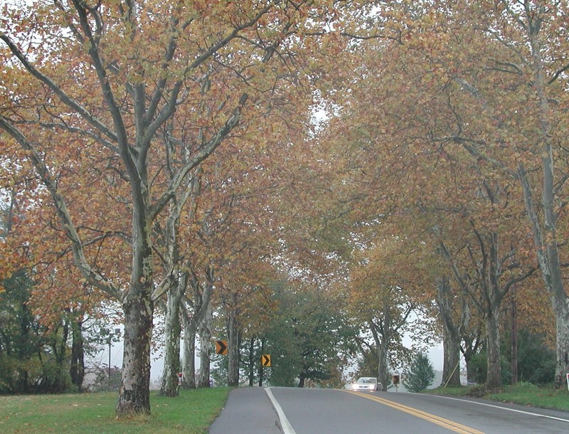 Sycamore Allee in the fall.  