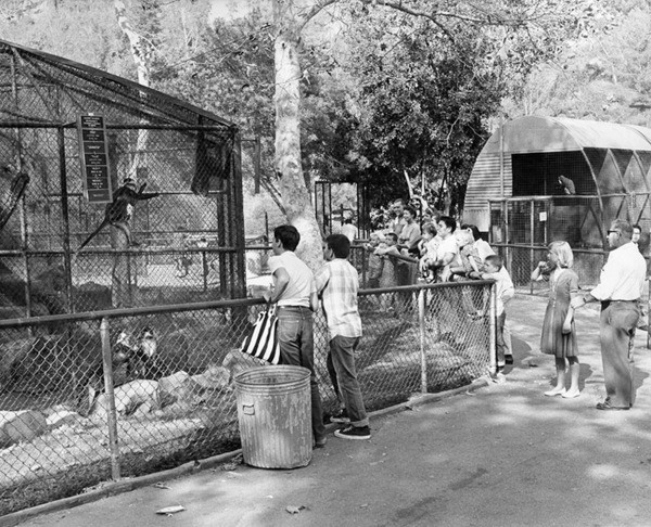 Crowds of people watching the Monkey's