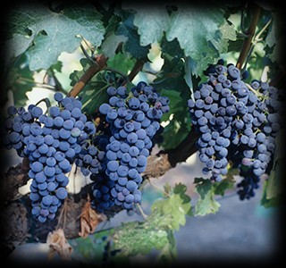 In 1989, genetic testing revealed that the grapes used to make the Coppolas' "Rubicon" wine were genetically the same as those from original vines imported from Europe by Niebaum in the 1880s.