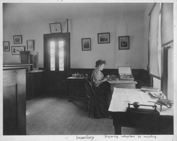 Preparing caterpillars for mounting in the Insectary: woman seated at table with specimens, ca. 1890.
