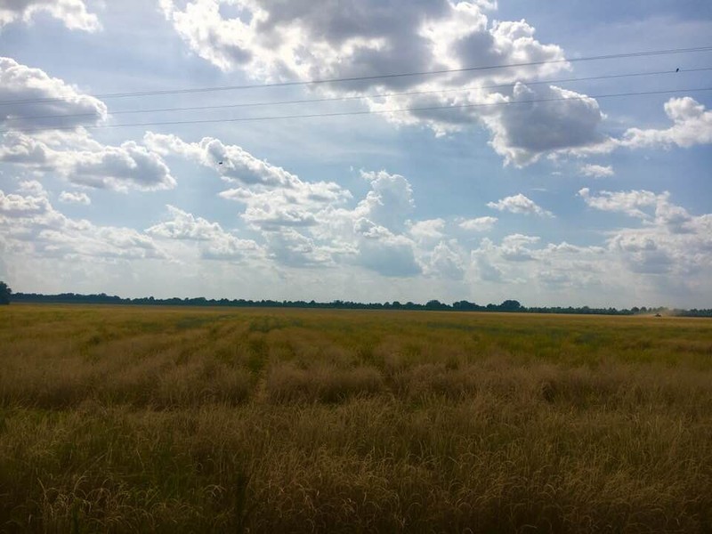 A field of grasses stretches out under a sky of backlit clouds, along Freedom Farm Road, near Drew and Ruleville, MS