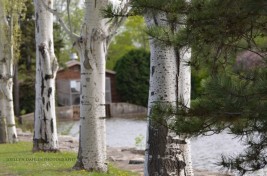 Water, Building, Plant, Tree