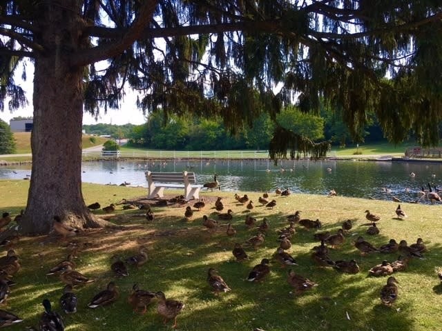 The resident ducks take a break under the shade of a pine tree.