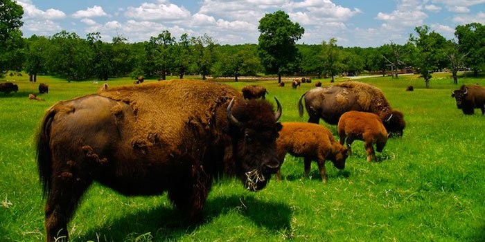 American Bison on the Woolaroc Preserve (image from the Woolaroc Museum and Wildlife Preserve)