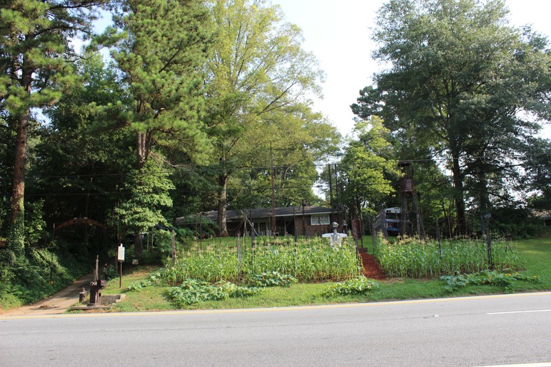 Druid Hill (2015) corn and pumpkins