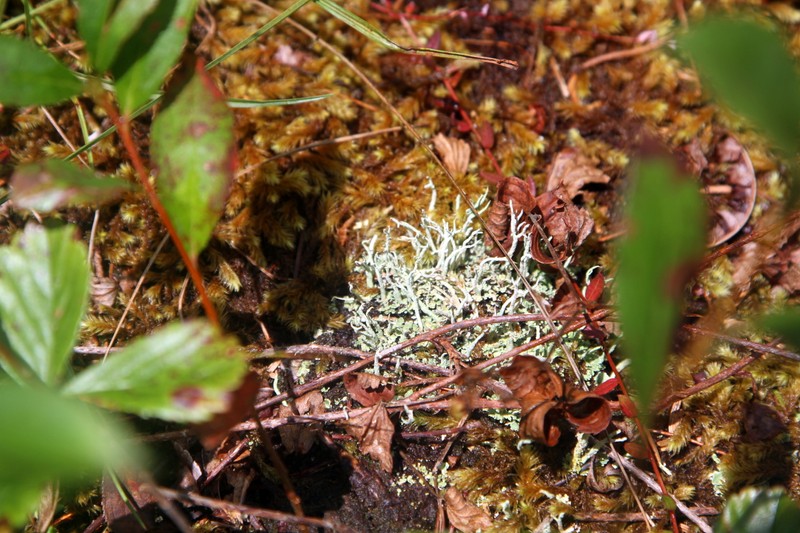 Reindeer Lichen