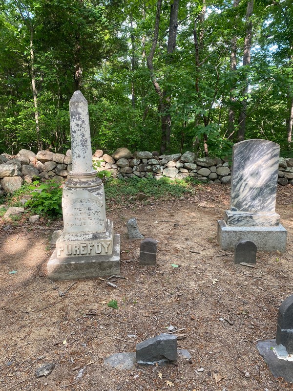 Plant, Headstone, Cemetery, Tree