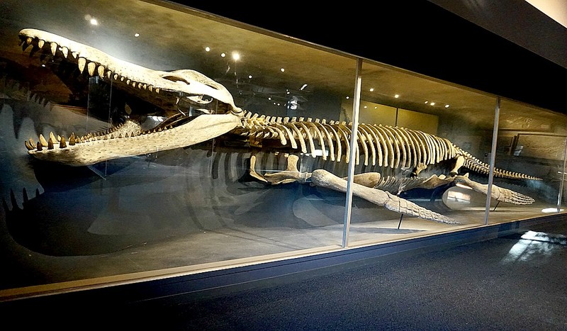 A 42-foot-long skeleton of a Kronosaurus on display at the Harvard Museum of Natural History