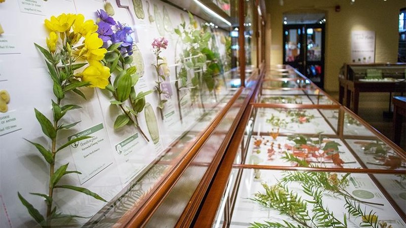 Exhibition Glass Flowers: The Ware Collection of Blaschka Glass Models of Plants.