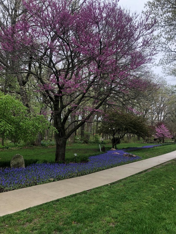 Trees in Botanical Garden