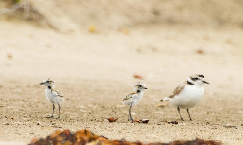 Bird, Beak, Landscape, Seabird