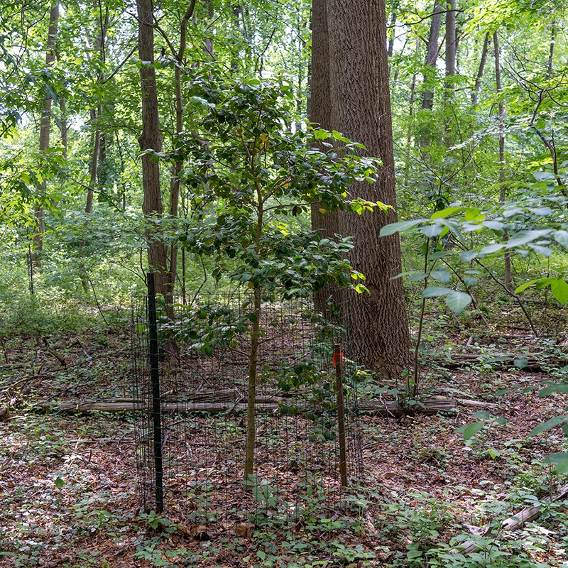 Plant, Tree, Natural landscape, Trunk