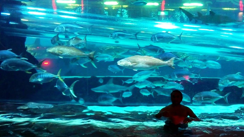 Swimming pool at the Golden Nugget