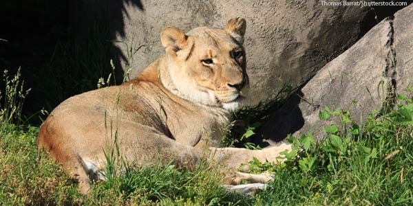 The zoo features lions, giraffes, birds, and many other animals. It is one of the city's top attractions.