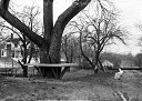 Tree in Bench